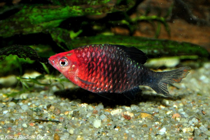 Барбус черный (Pethia nigrofasciata)