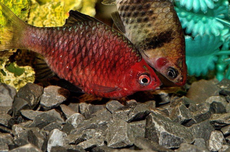 Барбус черный (Pethia nigrofasciata)