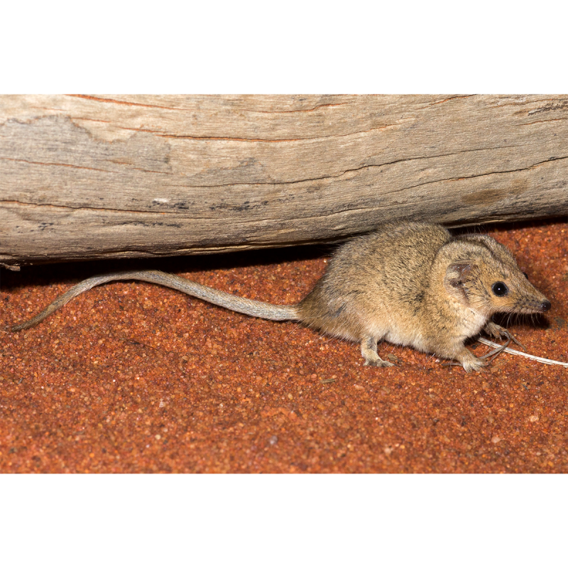 Setonix brachyurus