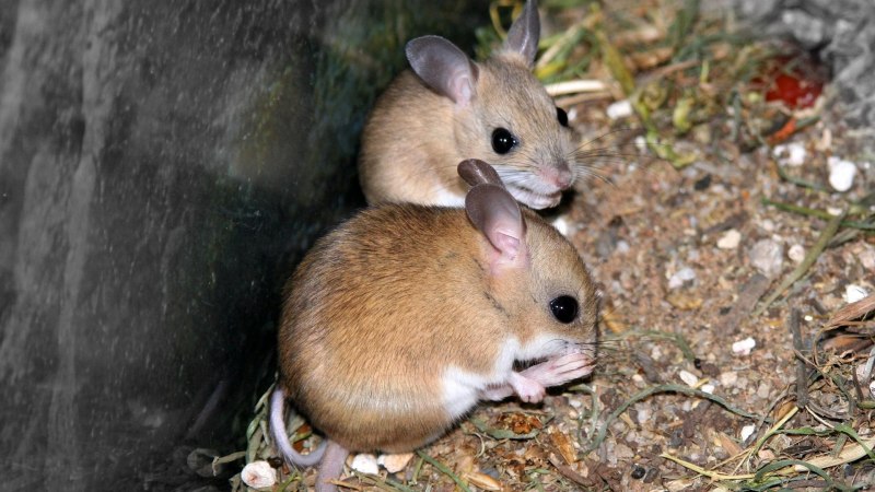 Antechinus stuartii