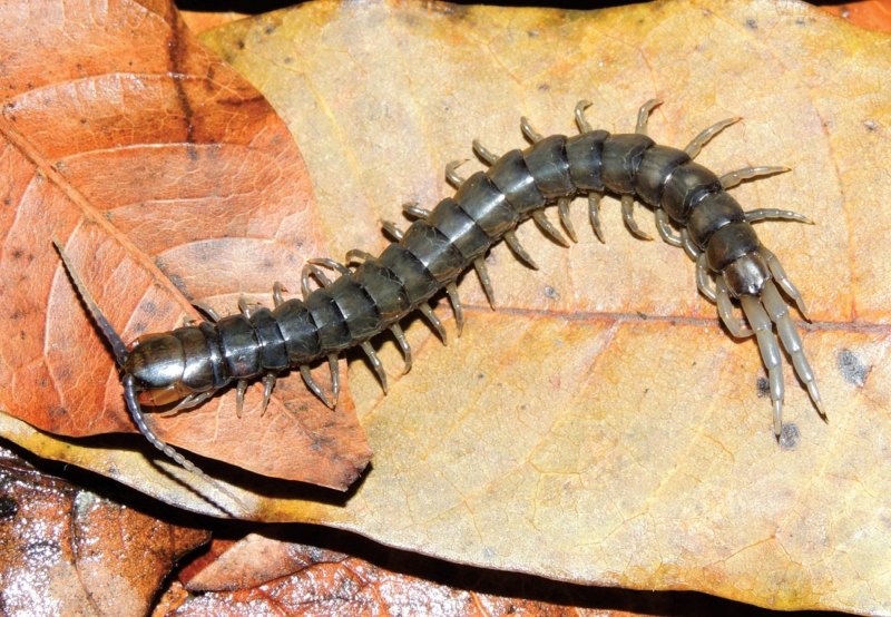 Ethmostigmus rubripes