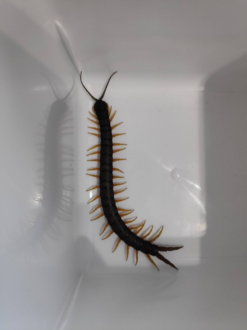 Обыкновенная мухоловка (Scutigera coleoptrata)