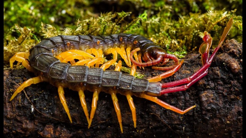 Alipes grandidieri