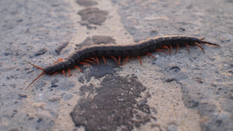 Scolopendra subspinipes