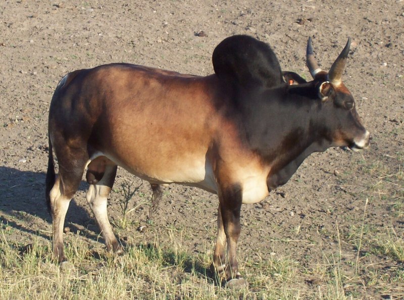 Горбатая корова (57 фото)