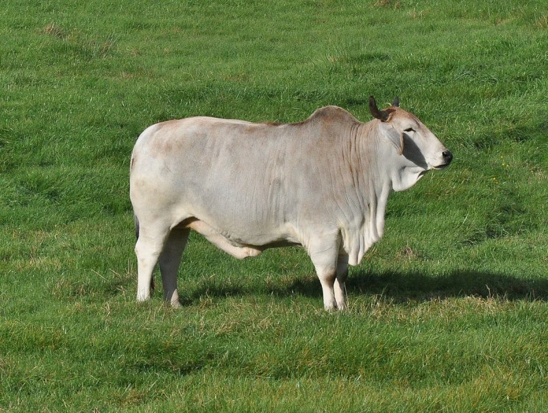 Зебу (bos Taurus indicus)