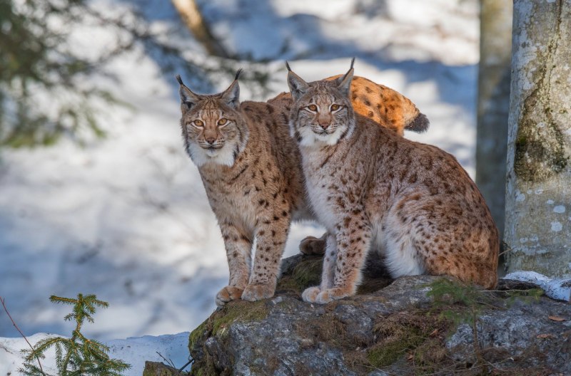 Рысь - Lynx Lynx (Linnaeus, 1758)