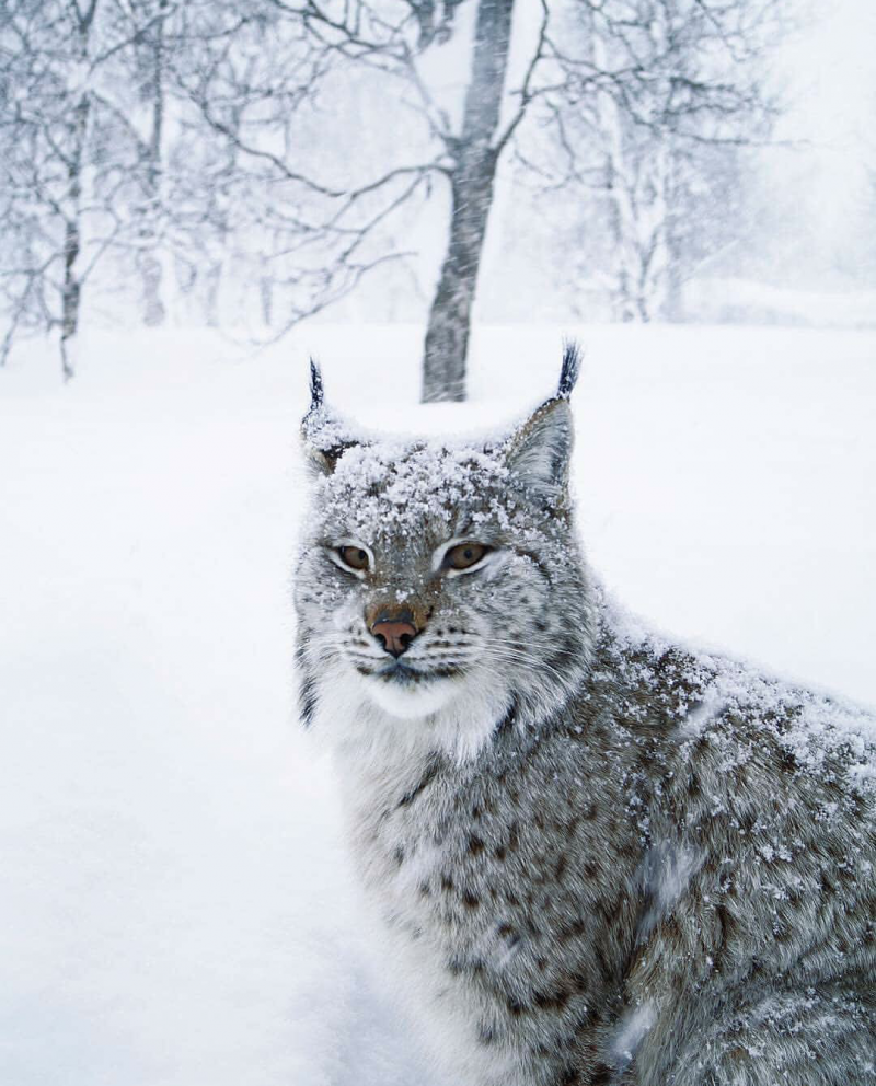 Обыкновенная Рысь Lynx Lynx