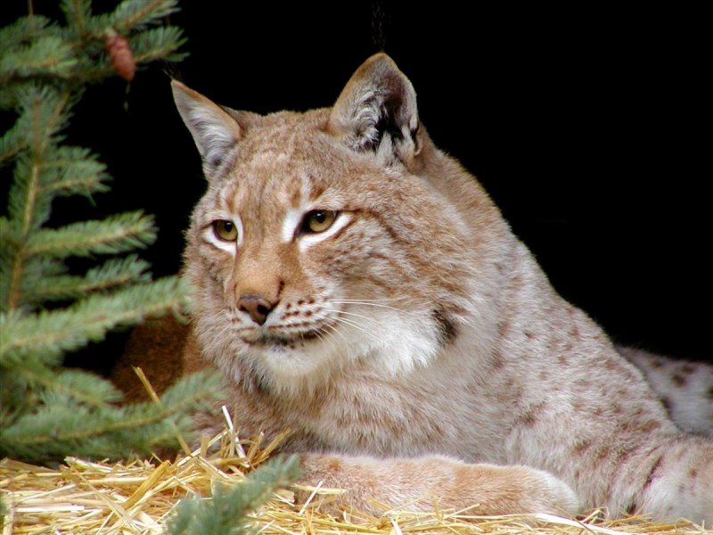 Канадская Рысь Северной Америки