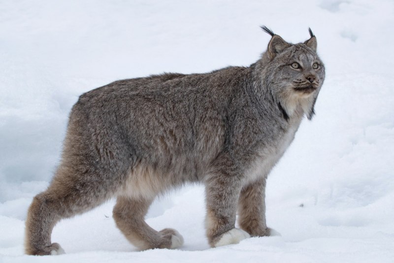 Рысь обыкновенная Lynx Lynx Linnaeus, 1758