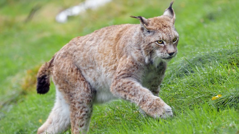 Канадская Рысь Lynx canadensis