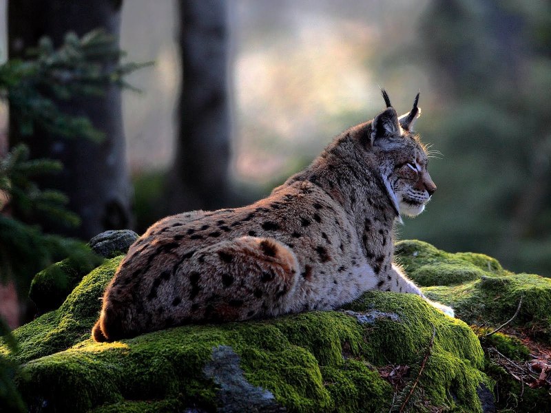 Northern Lynx