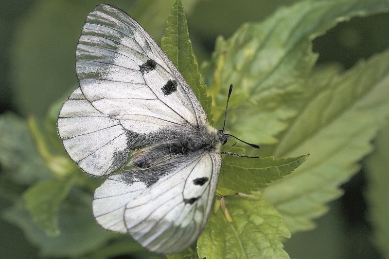 Капустная бабочка (65 фото)