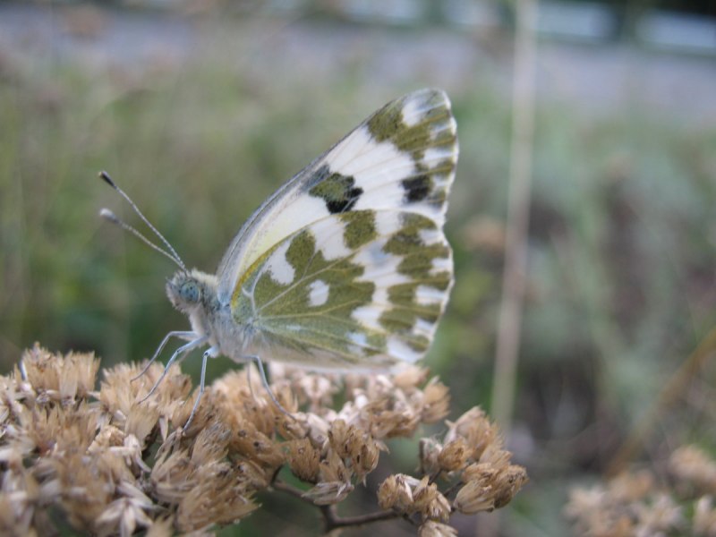 Pieris brassicae