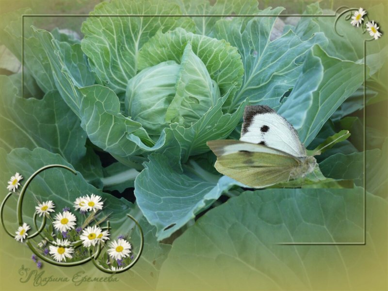 Pieris brassicae Linnaeus, 1758