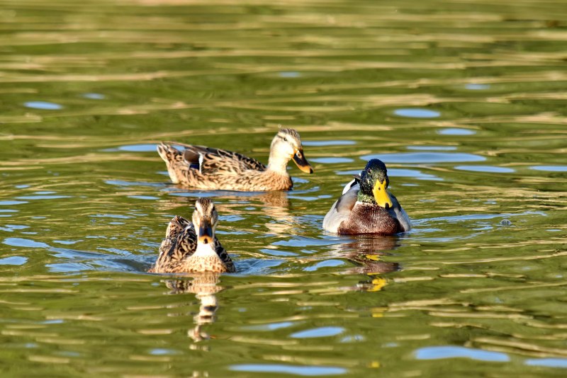 Marsh Duck