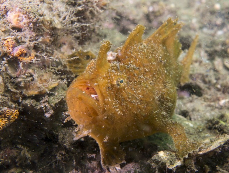 Antennarius striatus