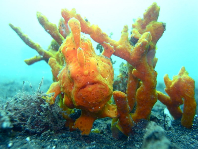 Рыба-клоун бородавчатая зеленая, m /Antennarius maculatus (9-10см)