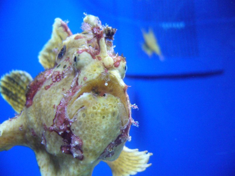 Frogfish рыба