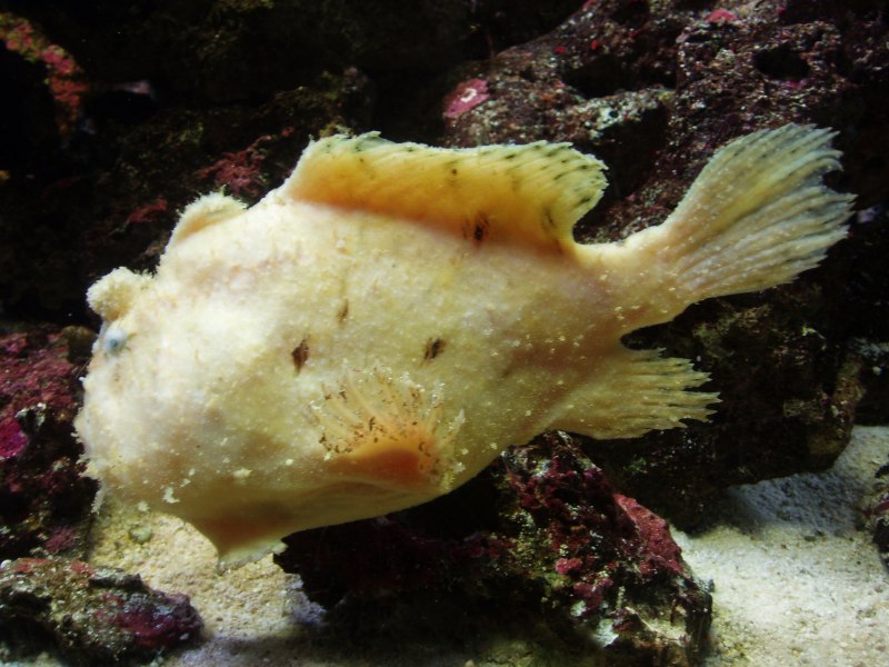 Antennarius pictus
