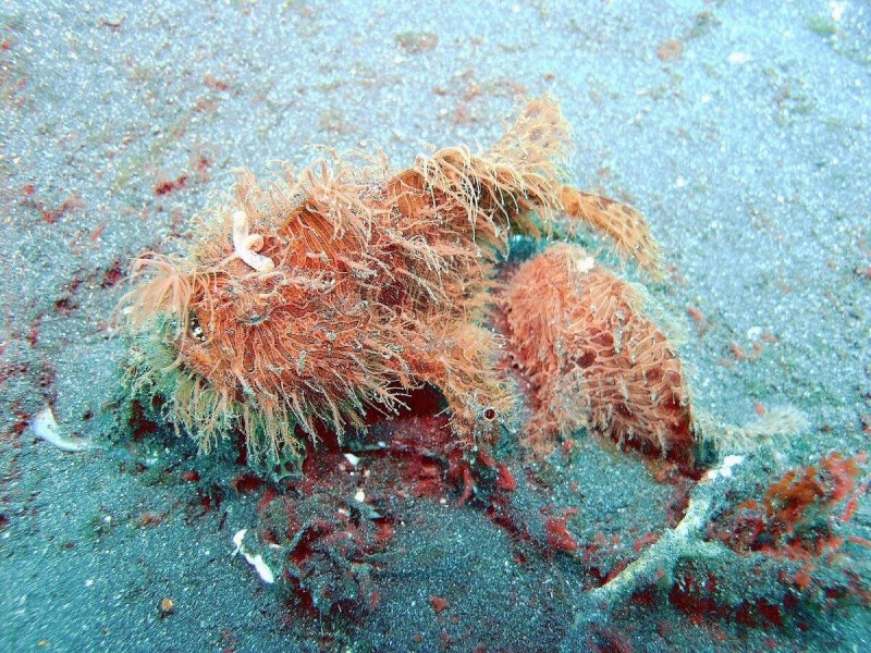 Рыба-лягушка Aptocyclus ventricosus