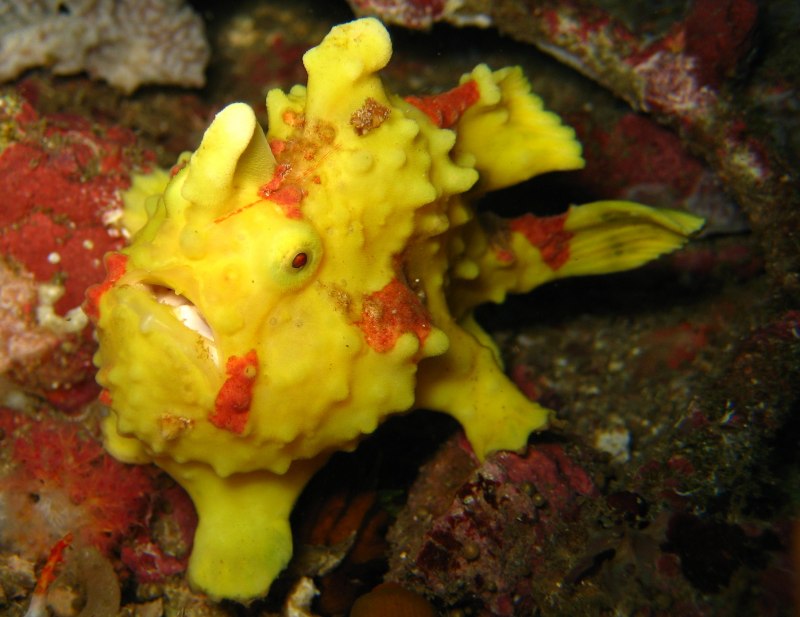 Frogfish рыба