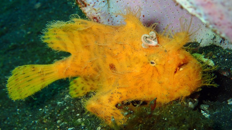 Antennarius striatus