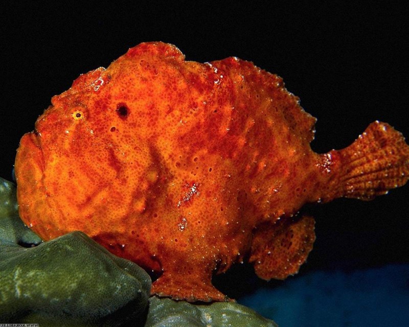 Красное море рыба клоун
