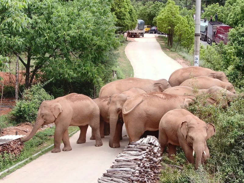 Китайский слон (54 фото)