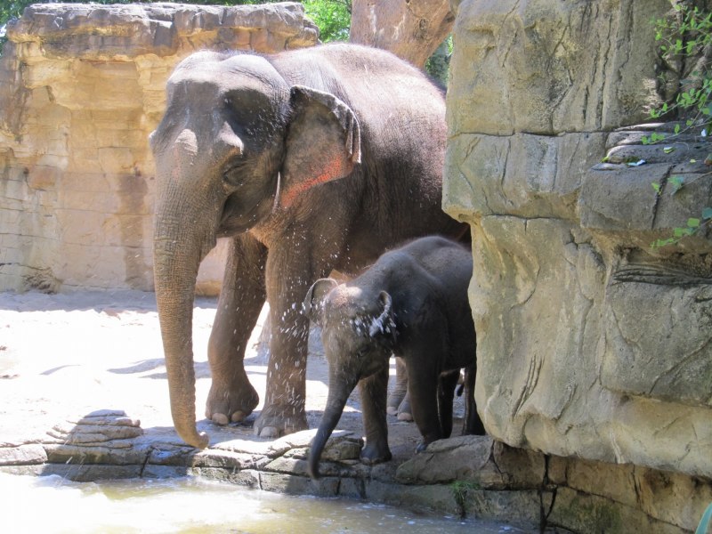 Заповедник Samui Elephant Sanctuary