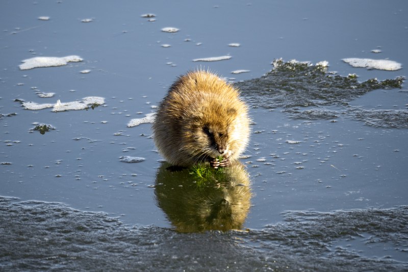 Водяной кролик фото