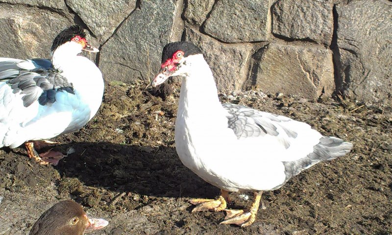 Cairina moschata