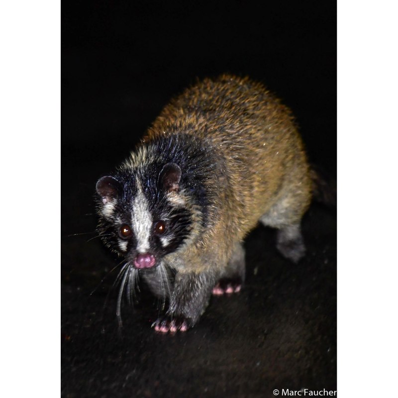 Paguma larvata