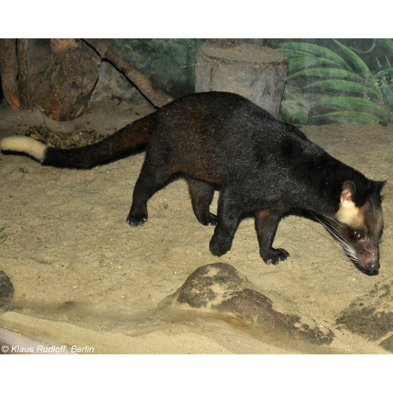 Пальмовая Циветта (paguma larvata)