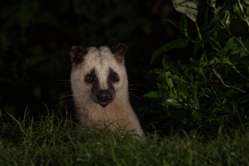 Masked Palm civet