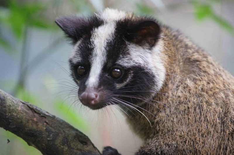 Paguma larvata