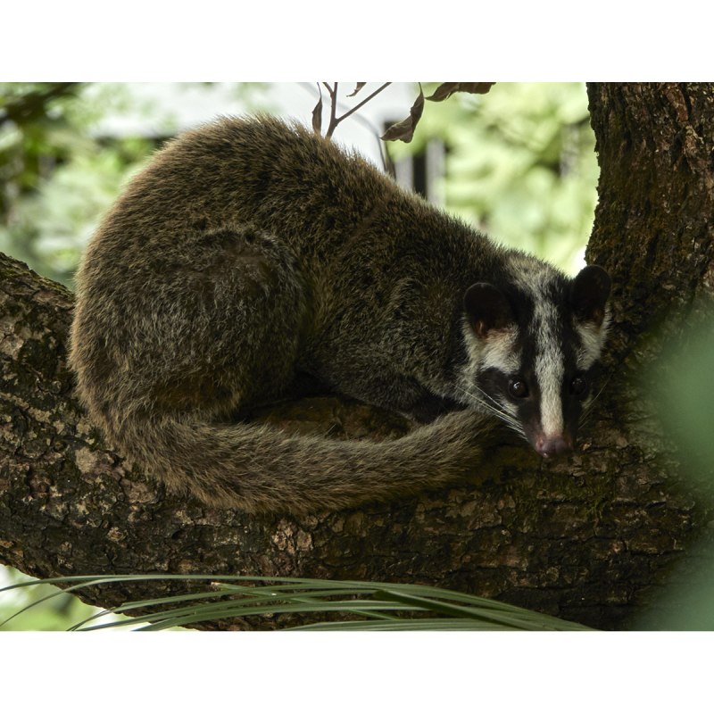 Paguma larvata