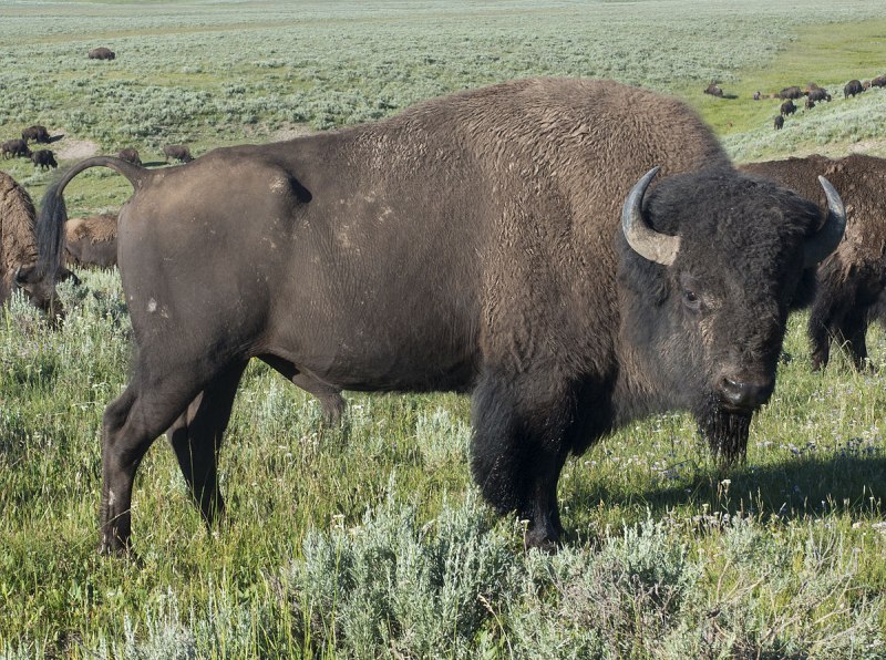 Бизон (Bison Bison)