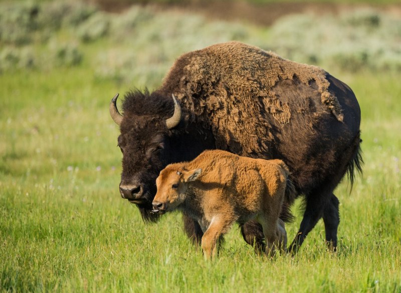 Степной Бизон Bison Priscus