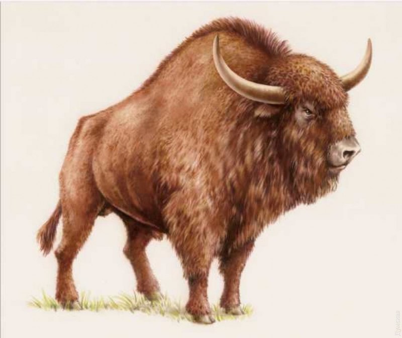 Лесной Бизон Северной Америки