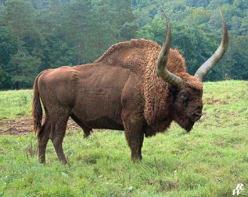 Степной Бизон Bison Priscus