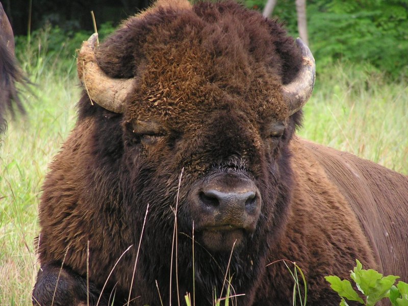 Бизон (Bison Bison)