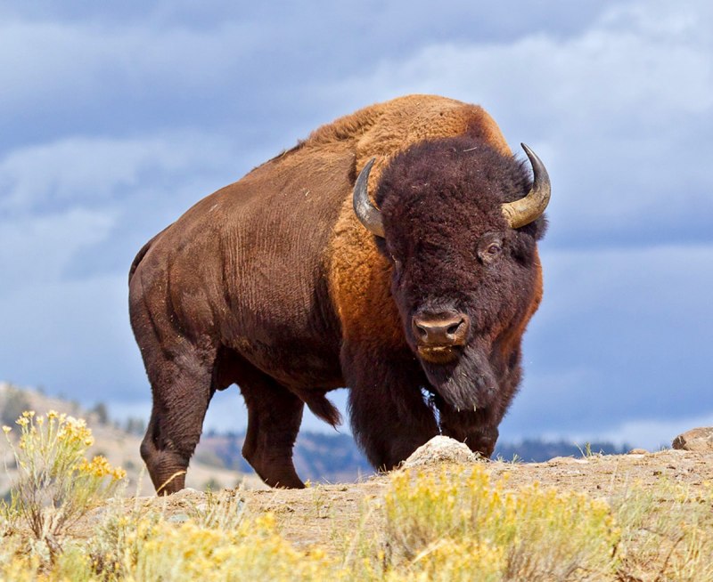 Бизон (Bison Bison)