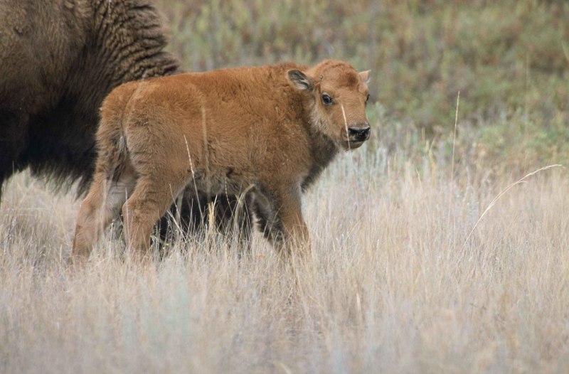 Бизон (Bison Bison)