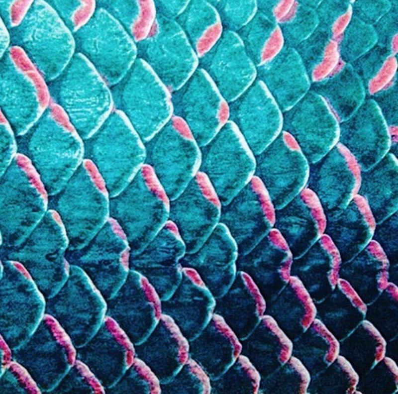 "Tailspot Wrasse Tailspot Wrasse"