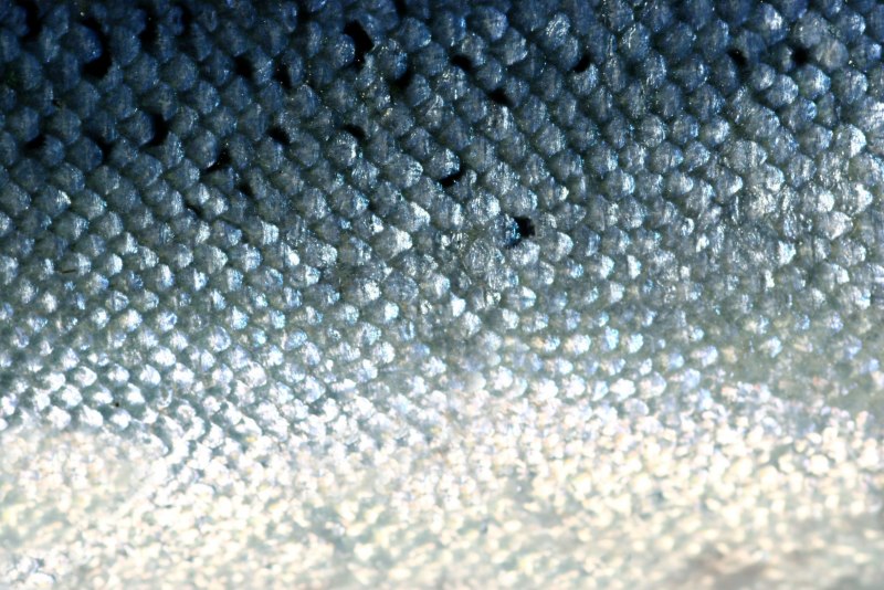 Лосось Salmo Salar