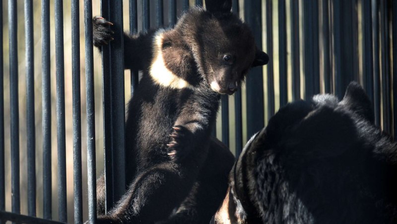 Moon Bear