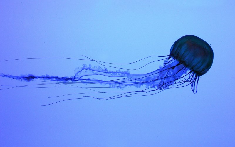 Морская Оса Chironex fleckeri