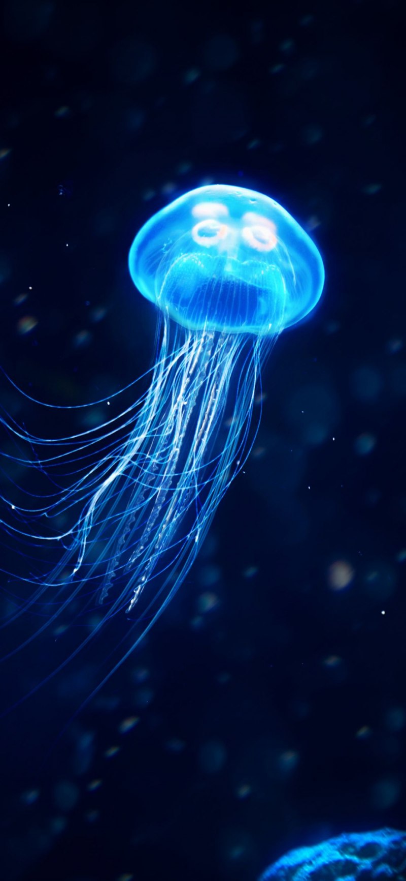 Бессмертная медуза Turritopsis nutricula