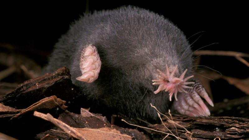 Condylura cristata